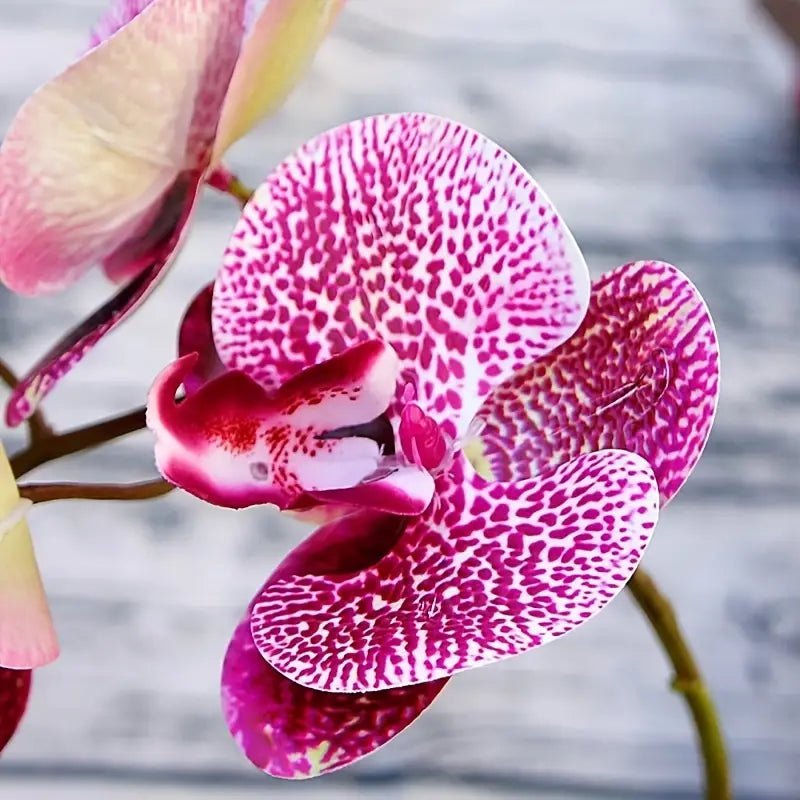 Artificial 6 - Head Phalaenopsis Orchid - SLSOK
